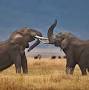 Profile Picture of Mark Thornton Safaris – Leaders in Exclusive Tanzania & Serengeti ... (@thorntonsafaris.com) on Google