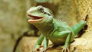 Juvenile chinese water dragons need to be fed more frequently than adults to promote healthy growth, while adults require fewer feedings. How To Care For A Chinese Water Dragon