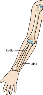 The radius is situated on the lateral side of the ulna, which exceeds it in length and size. Forearm Fractures In Children New Mexico Orthopaedic Associates P C