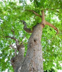 Image result for Tamarindus