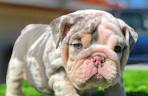Sugar Plum Bulldogs | Home of the Smaller AKC English ...