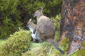 Most are grouped and named according to where they live. Wallaby Wikipedia