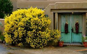 Spanish Broom Great Drought Tolerant Plant Full Sun Low Water Spanish Broom High Country Gardens Broom Plant
