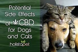 Potential Side Effects Of Cbd For Dogs And Cats Read Before