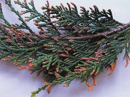 Image result for kabatina thujae