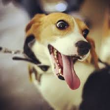 Trainpetdog.com has been visited by 10k+ users in the past month One Of The Beagle Dogs Rescued From A Laboratory At Yesterday S Cupa Adoption Drive Bangalore Cute Beagles Little Dogs Beagle Dog
