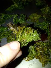 Healthy Cents Toaster Oven Garlic Kale Chips Kale Chips Garlic Kale Kale Chip Recipes