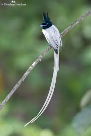 Black Bird With Long Tail India Indian Paradise Flycatcher Location Himachal Pradesh India Flycatcher Bird Photo Beautiful Birds
