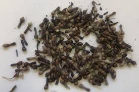 Image result for Thesium singulare