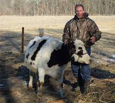 Raise Small Breed Milk Cows Mother Earth News