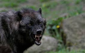 Pin By Tamam On Wolves Animals Black And White Black Wolf Angry Wolf