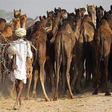 The wild camel has a special place in evolutionary history. The Desert Frontier A History Of Travel And Nomadism Sahapedia