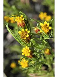 Image result for Dyssodia