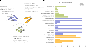 Transcriptomic Analysis Reveals Metabolic Switches And