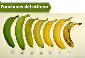 Agroquímicos Arca S.A de C.V - Función del etileno.🍅🍌🌱👨🏻‍🌾 El etileno  juega un papel fundamental en el periodo postcosecha, ya que actúa durante  el proceso de maduración de los frutos provocando diferentes
