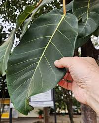 Image result for Ficus lutea