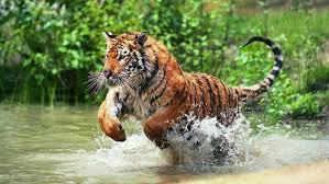 Do Tigers Live In The Jungle Tiger Cat Breed Animals Wild Animals