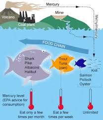 mercury levels in fish chart and information disabled world