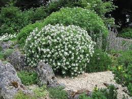 Image result for Synandrodaphne