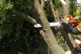 45° hinter dem baum in beiden richtungen, damit ihr fluchtweg nicht versperrt wird. Baum Selber Fallen Anleitung Zum Fallen Einer Weide Max Diybook De