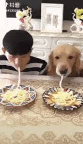 Which Of Us Quickly Eats All The Noodles Cute Funny Animals Funny Dogs Funny Animals