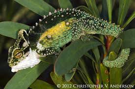 Image result for Chamaeclitandra