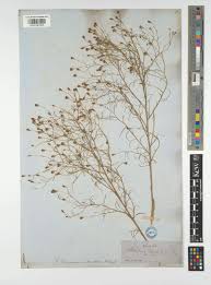 Image result for Schkuhria pinnata