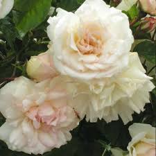 Met een roses by rose flowerbox heb jij voor iedere gelegenheid een mooie premium gift. All Rose Categories Trevor White Roses Old Rose Specialist