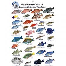 Fish Identification Fish Id Card Cozumel Belize And
