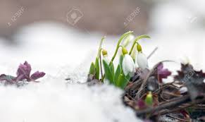 Image result for late winter early spring photos