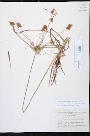 Image result for Cyperus sp. (ex Mariscus sp.no.2)