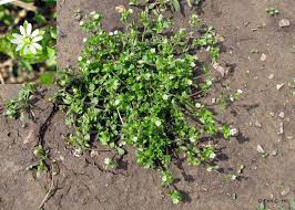 We did not find results for: Spring Blooming Lawn And Garden Weeds A Focus On Winter Annual Identification And Management Gardening In Michigan