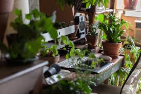 Indoor plants is your destination online garden center for all your houseplant needs. Growing Plants Indoors A Beginner S Guide Homestead Brooklyn
