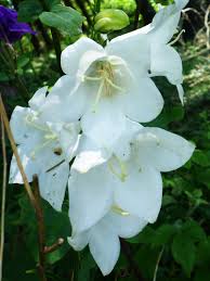 We did not find results for: Photographs Of Campanula Latifolia Uk Wildflowers White Flowers