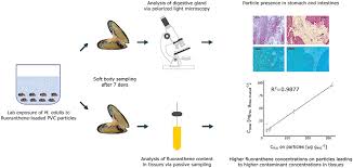 Uptake and absorption of fluoranthene from spiked microplastics into the  digestive gland tissues of blue mussels, Mytilus edulis