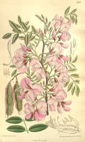 Image result for Robinia hispida