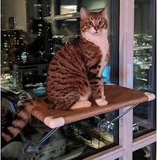 This Wireless Large Cat Window Perch Is A Great Apartment Cat Shelf There S No Need To Drill Into Your Walls To Inst Cat Window Perch Cat Window Window Perch