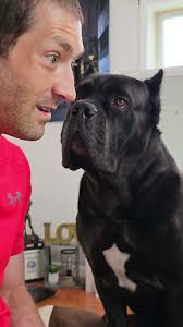 Reading a Email To Dog Using His Favorite Words #shorts #funnydogs #funny