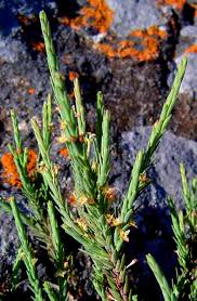 Image result for Struthiola