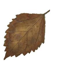 .bijian, gambar kolase hewan dari daun kering, gambar kupu kupu, contoh kolase dari daun kering dan ranting gambar kolase cantik kumpulan daun pakis warna warni sumber : Inspirasi 23 Gambar Daun Kering