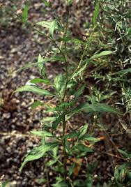 Image result for Persicaria hystricula