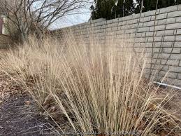 Image result for Gutenbergia kassneri