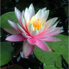 Inilah daftar nama bunga beserta gambar nya, indah, unik, cantik dan langka, lengkap dengan penjelasannya. Biji Benih Bunga Teratai Pink Lotus Shopee Indonesia