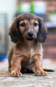 Mini dachshund puppies for sale ny. Miniature Dachshund Puppies For Sale White Plains Ny 333825