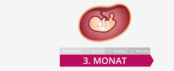 3 Schwangerschaftsmonat Mutter Bauch Baby Im 3 Monat