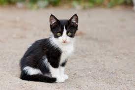 Home Remedies For Cats With Worms Howstuffworks