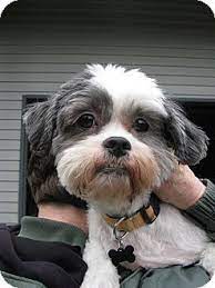 Maybe you would like to learn more about one of these? Adopted Salem Or Shih Tzu Meet Becky Shih Tzu Dog Adoption Pet Adoption