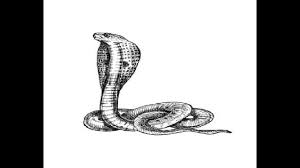 Drawing King Cobra Max Installer Even if you kill it, the head must be crushed as it retains the image and its mate can visualise it. drawing king cobra max installer