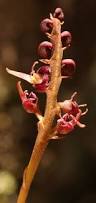 Image result for Bulbophyllum intertextum
