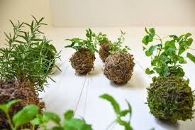 Yuk Membuat Kokedama Tanaman Hias Imut Khas Jepang Tekstur Tanah Tanaman Begonia